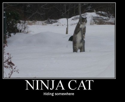 Funny Picture - Ninja Cat