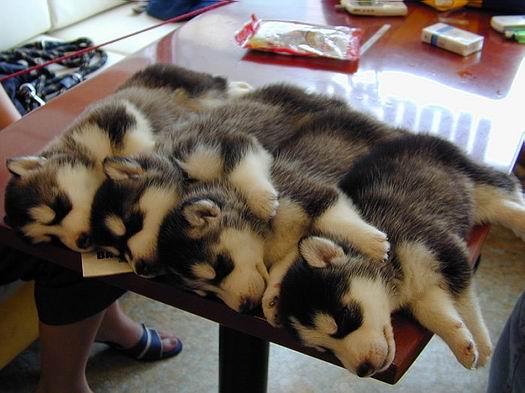 Funny Picture - A Pile Of Huskies