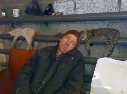 Funny Picture - Cat Nap
