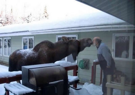 Funny Picture - Moose Love