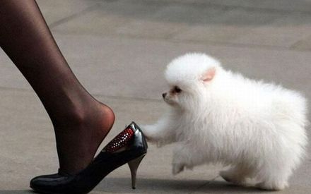 Funny Picture - Dog with Good Fashion Sense...