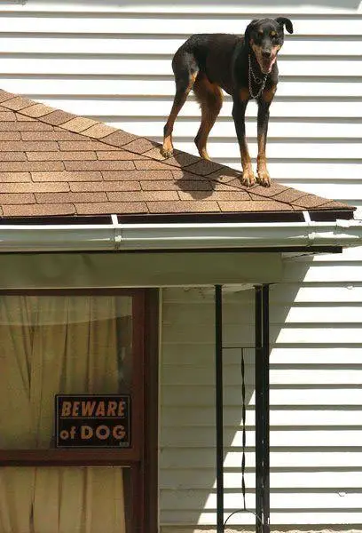 Funny Picture - Beware Of  Dog