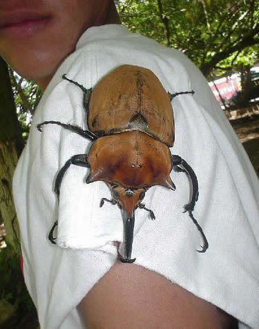 Funny Picture - Giant Beetle