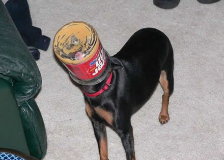 Funny Picture - Peanut Butter Dog