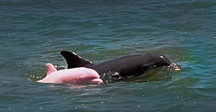 Funny Picture - Fyi Albino Dolphins Are Pink
