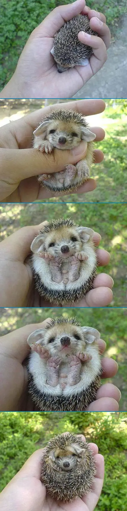 Funny Picture - Baby Hedgehog