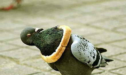 Funny Picture - Pigeon Not Amused