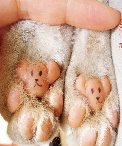 Funny Picture - Teddy Bear Paws