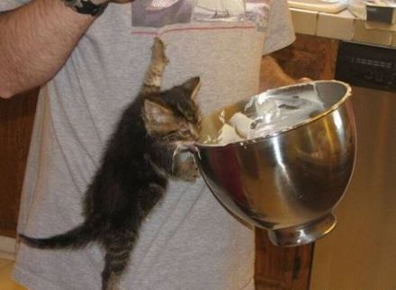 Funny Picture - Cats Like Icing Too...