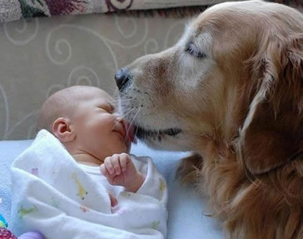 Funny Picture - Puppy Love