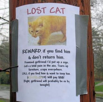 Funny Picture - Lost Cat