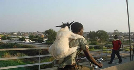 Funny Picture - Goat Pack