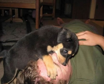 Funny Picture - Heimlich Dog