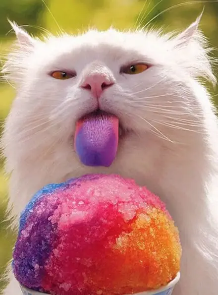 Funny Picture - Sno Cone Cat