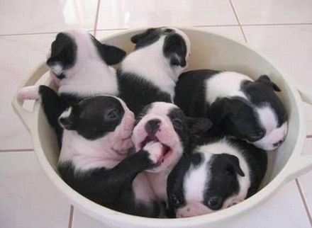Funny Picture - Bucket Of Puppies