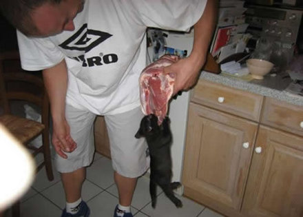 Funny Picture - Cats Like Meat