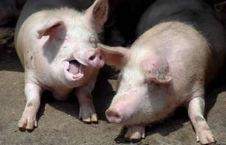 Funny Picture - Pigs Are Hilarious