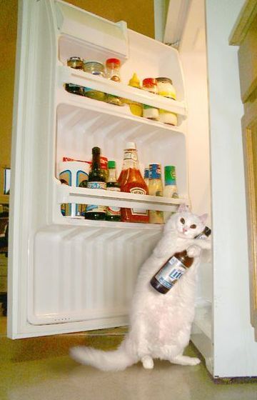 Funny Picture - Cats Love Beer