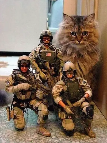 Funny Picture - Last Feline Of Defense