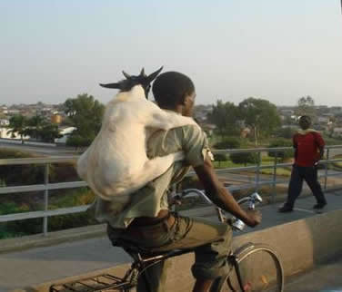 Funny Picture - Piggy Back Goat