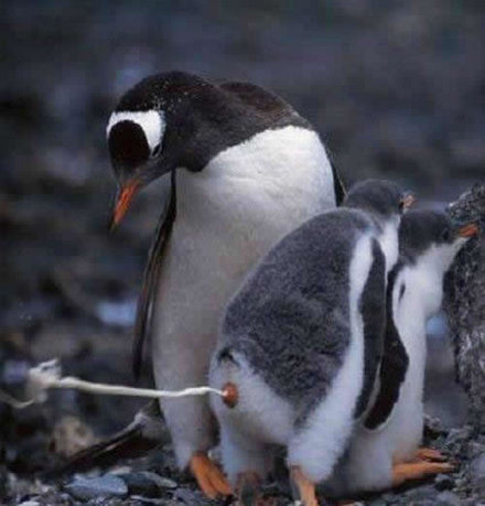 Funny Picture - Penguin Dump