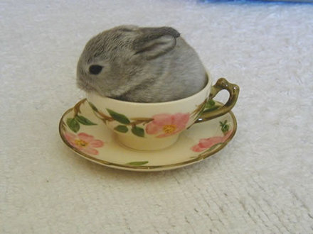 Funny Picture - Tea Bunny