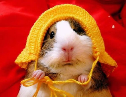 Funny Picture - Hamster With A Hat