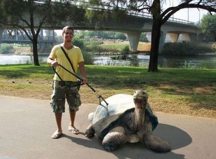 Funny Picture - Giant Tortoise