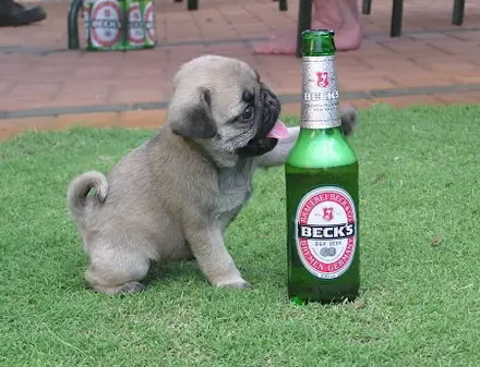 Funny Picture - Little Beer Drinker
