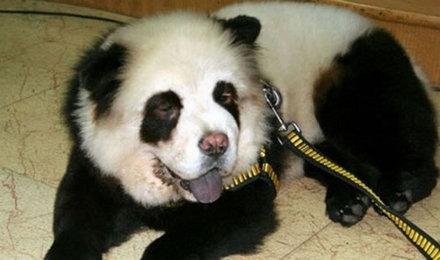 Funny Picture - Panda Dog