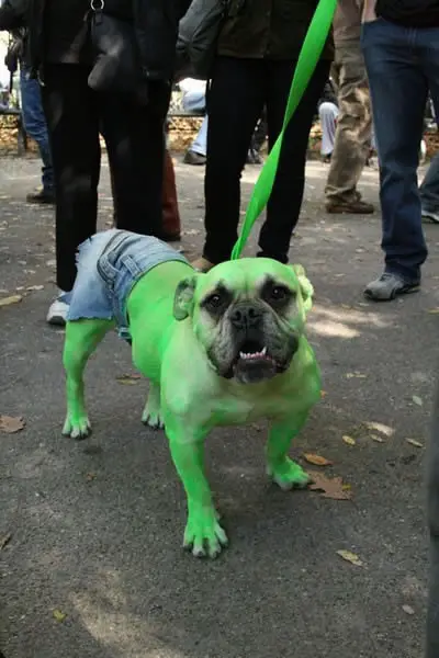 Funny Picture - Hulk Dog