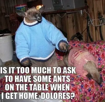 Funny Picture - AntEaters Are Awesome