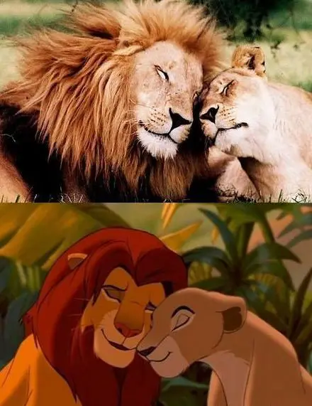 Funny Picture - Lion Love