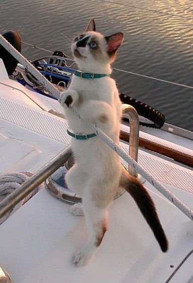 Funny Picture - Cat Sailor