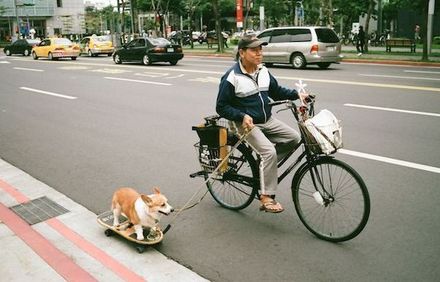Funny Picture - Puppy Side Car