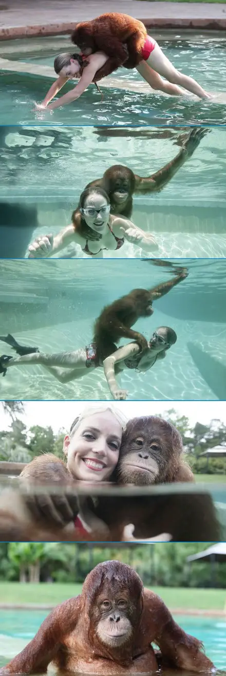 Funny Picture - Swimming Friends