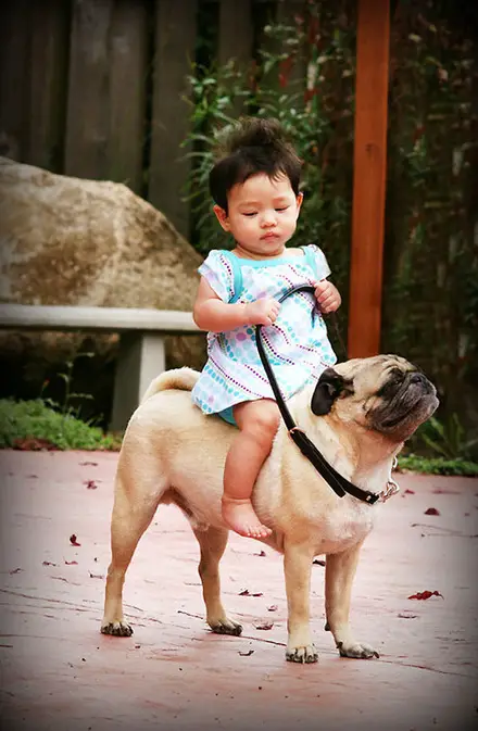 Funny Picture - Doggy-Back Rides