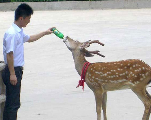 Funny Picture - Thirsty Deer