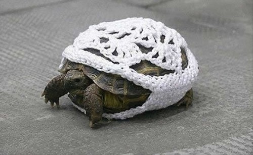 Funny Picture - Turtle Knit