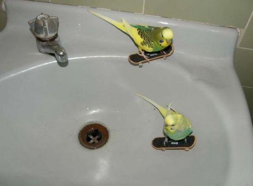 Funny Picture - Budgie Skatepark