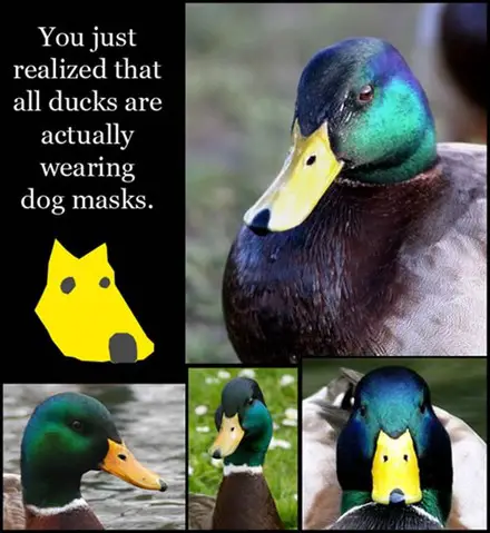 Funny Picture - Ducks And Masks