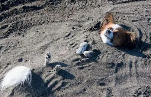 Funny Picture - Buried Dog