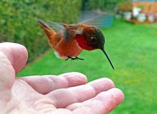 Funny Picture - Hand Fed Humingbird