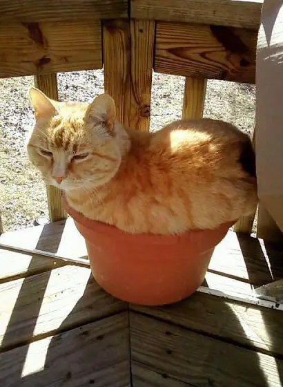 Funny Picture - Potted Cat