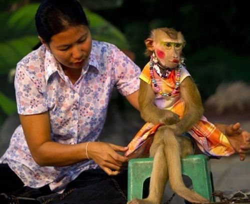 Funny Picture - Dressup Monkey
