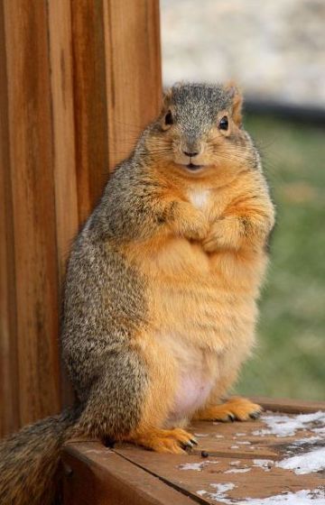 Funny Picture - Fat Squirrel