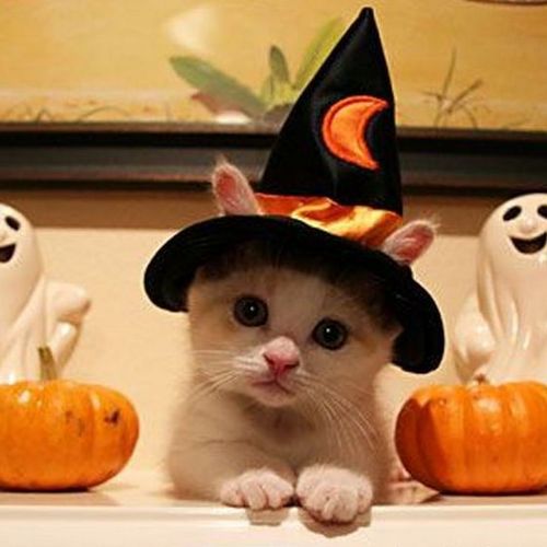 Funny Picture - Halloween Kitty