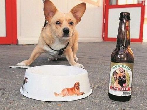 Funny Picture - Dog Beer