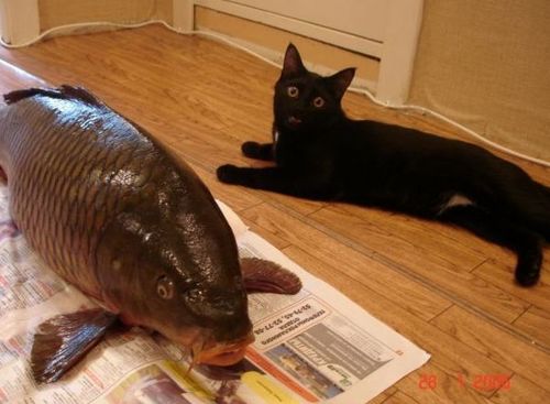Funny Picture - Big Catch