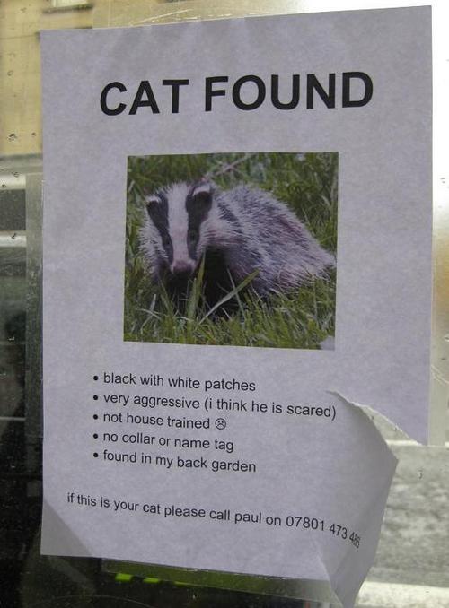 Funny Picture - Cat Found!